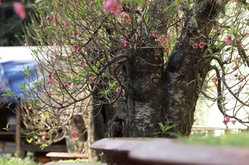 Ngoài hai cây đào cổ thụ độc đáo này, vườn đào nhà anh Hoan còn có hàng chục gốc đào rừng khác với giá bán giao động từ 10 - 40 triệu đồng.