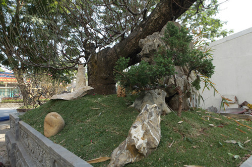Bên dưới gốc cây đào, anh Hoan đặt thêm đá, trồng thêm tùng, bách nhỏ để tăng thêm phần cổ kính.