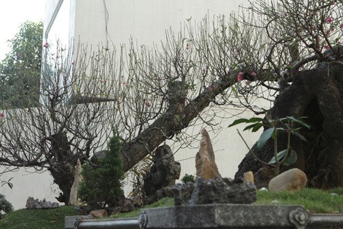 Để có dáng “long quấn thủy”, chủ vườn phải cắt ngọn thừa, các đầu mẩu rễ cũ rồi cấy ghép mắt đào ta vào thân đào núi.