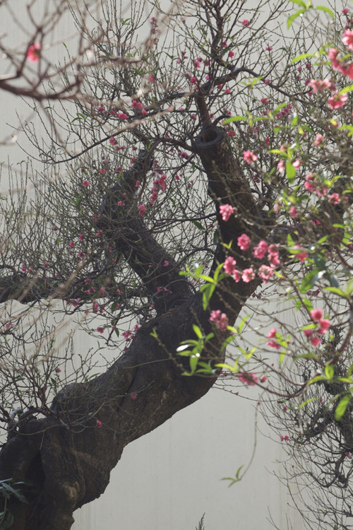 Trước khi được đưa lên chậu, hai cây đào này được chăm sóc theo một chế độ đặc biệt trong vườn, việc lai ghép với đào Nhật Tân đòi hỏi kỳ công, sao cho vừa mang vẻ đẹp cổ kính, lại có vẻ đẹp của đào Nhật Tân.