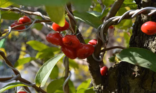 Phat sot voi cay man Thai kieng “khung” nhat mien Tay-Hinh-5