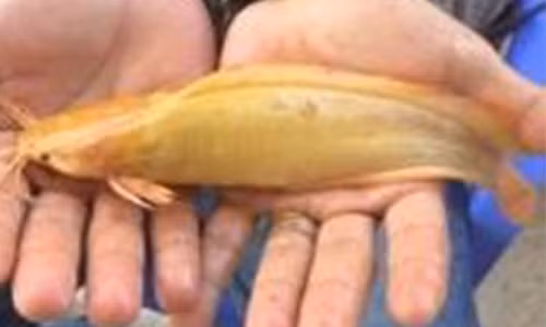 Tram tro ca tre vang ruc 8 rau o Bac Lieu