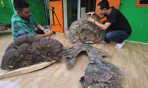 Kinh ngac nam linh chi co hinh dang ban do Viet Nam