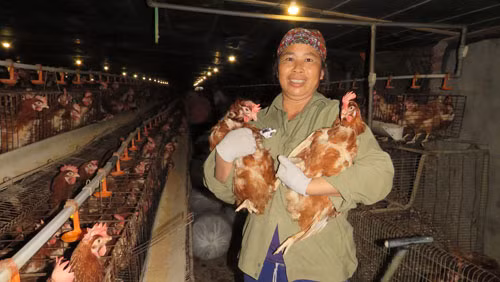 Nuoi ga sieu trung Thai Lan, de dang “nhat” tien ty-Hinh-4