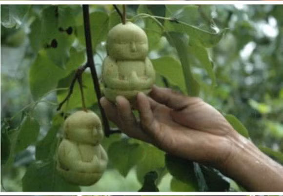 Mặc dù hình thù có thể khiến nhiều người hoảng sợ nhưng loại lê này lại kinh doanh rất tốt tại Trung Quốc và nhiều người phải đặt hàng trước mới có thể mua được.