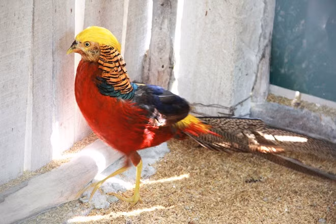 Chim trĩ hoàng đế: Đây được xem là loài chim mang lại tài lộc, may mắn nên nhiều đại gia Việt không tiếc tiền chi gần hàng chục triệu đồng mua về chơi. Hiện chim trĩ thương phẩm có giá cao, khá phổ biến trên thị trường. Tại một số trại nuôi, trĩ thương phẩm có giá 280.000 – 300.000 đồng/kg. Vào thời điểm cuối năm, có thể lên đến 350.000 đồng/kg, đắt hơn cả giá thịt gà chín cựa, hay gà quý phi.