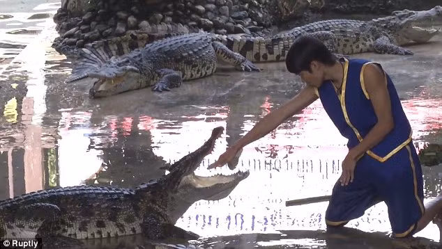 Để được xem màn biểu diễn vật lộn với cá sấu, mỗi du khách ghé thăm vườn thú phải bỏ ra hơn 15 USD (tương đương hơn 300.000 đồng) mua vé.
