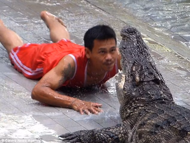 Màn trình diễn mạo hiểm của các nhân viên sở thú gồm các hành động nguy hiểm như đút tay vào miệng chú cá sấu và rút ra một cách chính xác, nhanh gọn khi chúng bất chợt ngậm lại. Ngoài ra, họ còn mạo hiểm đưa đầu mình vào trong miệng cá sấu hoặc móc họng chúng để tạo kịch tính cho người xem.