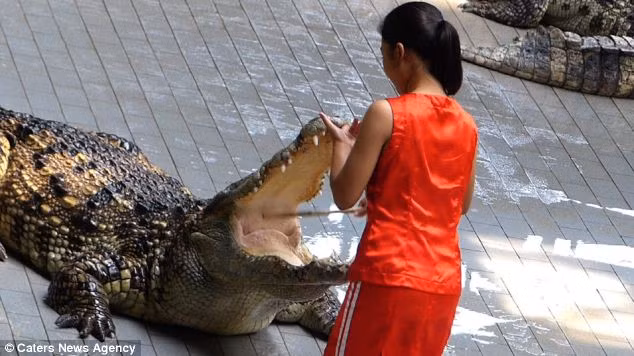 Các du khách chứng kiến màn biểu diễn nguy hiểm này đều nín lặng và hồi hộp lo lắng cho số phận của những người trình diễn.