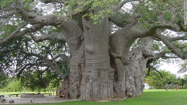 5. Quán rượu trong thân cây The Big Baobab ở Nam Phi. Quán rượu trong thân cây rỗng này có sức chứa tới 15 du khách.