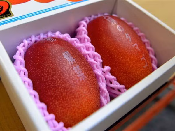 Xoài đỏ: Một cặp xoài ở miền nam Nhật Bản đã được mua với giá kỷ lục 300.000 yen (62 triệu đồng) tại một cuộc đấu giá trái cây. Không chỉ có mức giá cao, loại xoài này còn được gọi là “Những quả trứng của mặt trời”, một danh hiệu để chỉ những loại trái cây quý hiếm tại Nhật Bản.