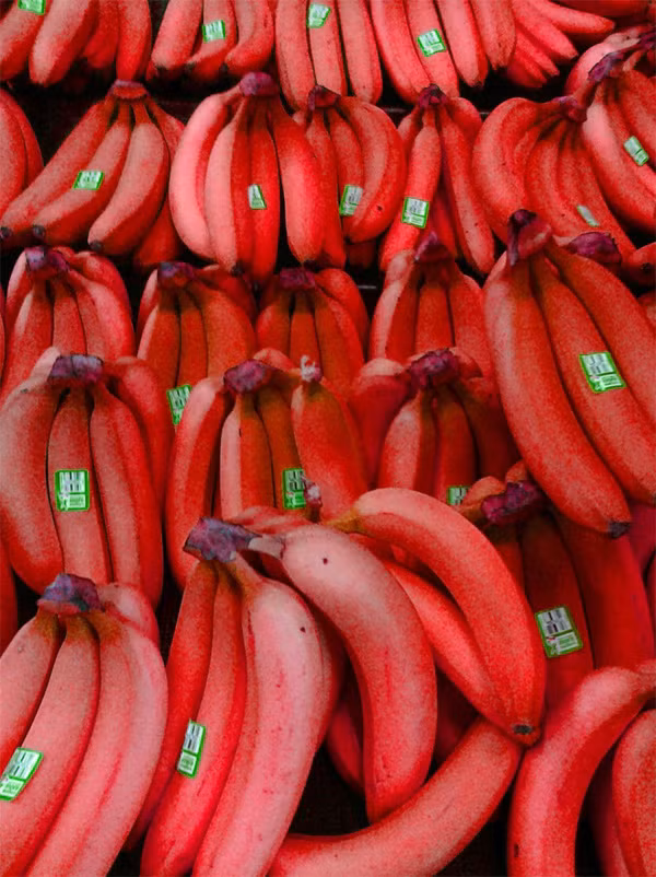 Chuối đỏ còn được gọi là chuối đỏ Dacca, loại chuối vỏ đỏ này được tìm thấy ở Úc. Chúng nhỏ hơn và có vỏ dày hơn so với các loại thông thường. Khi chín, phần quả bên trong vẫn có màu vàng như các loại chuối bình thường.