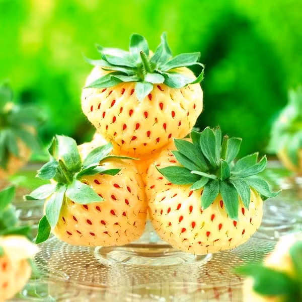 Dâu tây dứa (Pineberry): Cái tên kỳ lạ này chính là sự kết hợp giữa quả dâu - strawberry và quả dứa - pineapple. Quả “dâu dứa” có hình dạng y hệt như quả dâu với màu trắng nhưng mùi vị thì lại khác hẳn. Loại quả dâu tây trắng này bắt đầu xuất hiện từ giữa thế kỷ XVIII ở châu Âu trong quá trình lai giống các loại dâu dại ở Bắc và Nam Mỹ.