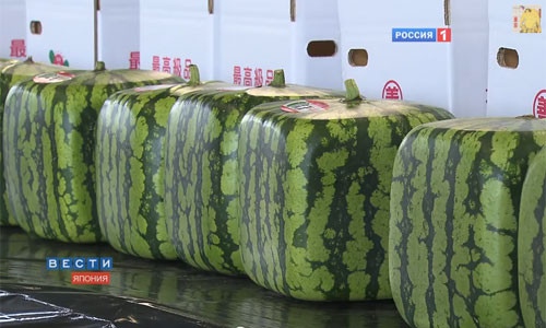 Những chiếc hộp vuông có kích thước vừa vặn với tủ lạnh của người Nhật, cho phép những quả dưa hấu có thể được đặt một cách thuận tiện và chính xác trên kệ tủ.