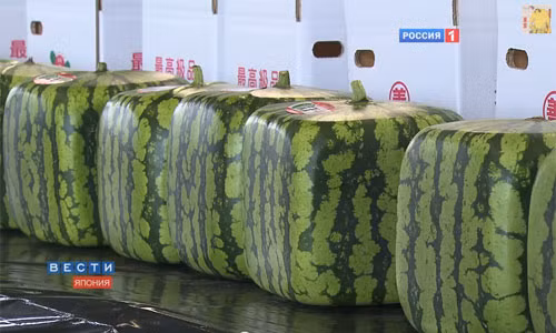 Những chiếc hộp vuông có kích thước vừa vặn với tủ lạnh của người Nhật, cho phép những quả dưa hấu có thể được đặt một cách thuận tiện và chính xác trên kệ tủ.