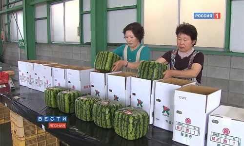 Hãng Azbuka Vkusa đã nhập một lô những quả dưa này sang Nga và bán ở hệ thống cửa hàng bán lẻ của hãng với giá 28.000 rúp/quả (855 USD), tương đương giá của một chiếc iPhone 5 tại đây.