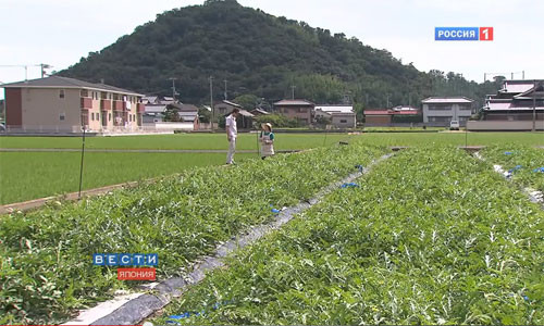 Để dễ dàng cất trữ trong tủ lạnh, những người nông dân ở Kagawa, Nhật Bản, đã nghĩ ra cách ép quả dưa hấu thành hình vuông. Sự sáng tạo này cũng giúp cho sản phẩm của họ bán chạy hơn và đắt hơn so với dưa bình thường.