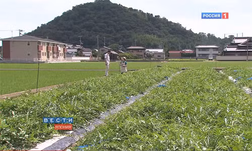 Để dễ dàng cất trữ trong tủ lạnh, những người nông dân ở Kagawa, Nhật Bản, đã nghĩ ra cách ép quả dưa hấu thành hình vuông. Sự sáng tạo này cũng giúp cho sản phẩm của họ bán chạy hơn và đắt hơn so với dưa bình thường.