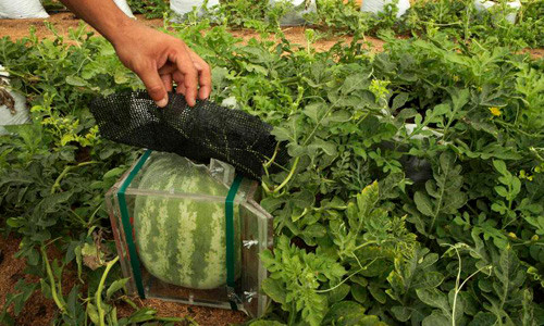 Thông thường, một quả dưa hấu to, tròn có thể chiếm nhiều không gian hơn trong một chiếc tủ lạnh và thường trái cây có hình tròn sẽ nằm lăn lóc trên những kệ tủ.