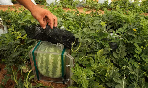 Thông thường, một quả dưa hấu to, tròn có thể chiếm nhiều không gian hơn trong một chiếc tủ lạnh và thường trái cây có hình tròn sẽ nằm lăn lóc trên những kệ tủ.