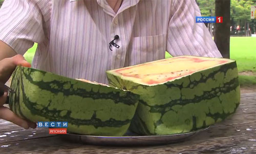 Những trái dưa vuông có lõi màu vàng, vị ngon ngọt.