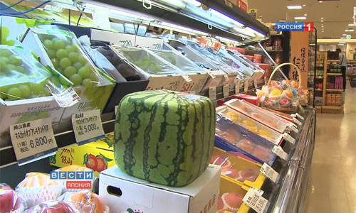 Loại dưa hình vuông này đặc biệt được những người giàu có ở Nga ưa thích. Theo Thời báo Moscow, một số người lắm tiền nhiều của thích mua dưa vuông “cho vui” chứ không phải để ăn.