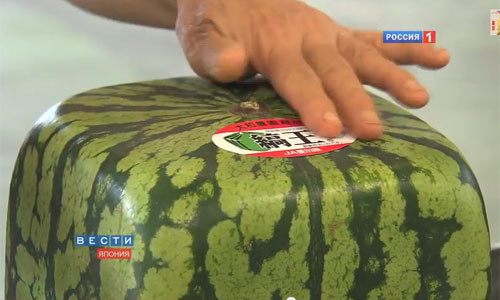 Mặc dù giá cả của trái dưa hấu vuông rất đắt, những người dân giàu có và sành điệu tại Tokyo và Osaka, Nhật Bản vẫn không ngần ngại bỏ ra 82 USD để mua một quả dưa tiện ích và lạ mắt như thế này.