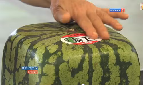 Mặc dù giá cả của trái dưa hấu vuông rất đắt, những người dân giàu có và sành điệu tại Tokyo và Osaka, Nhật Bản vẫn không ngần ngại bỏ ra 82 USD để mua một quả dưa tiện ích và lạ mắt như thế này.