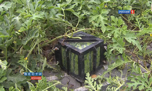 Nông dân Nhật Bản khéo léo đặt những quả dưa vào chiếc hộp kính hình vuông trong khi chúng vẫn đang phát triển để tạo những trái dưa có hình thù như ý muốn.