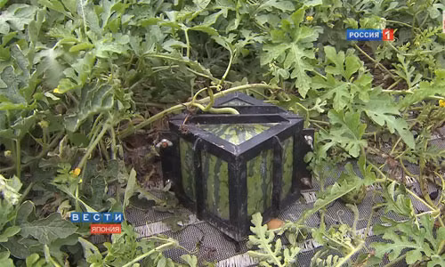 Nông dân Nhật Bản khéo léo đặt những quả dưa vào chiếc hộp kính hình vuông trong khi chúng vẫn đang phát triển để tạo những trái dưa có hình thù như ý muốn.