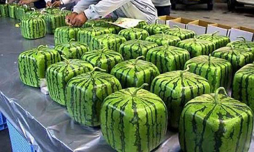 Không chỉ được yêu thích trong nước, dưa hấu vuông còn có giá trị xuất khẩu rất cao.