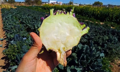 Hinh anh giong cay moi su hao tim gay sot o Viet Nam-Hinh-9