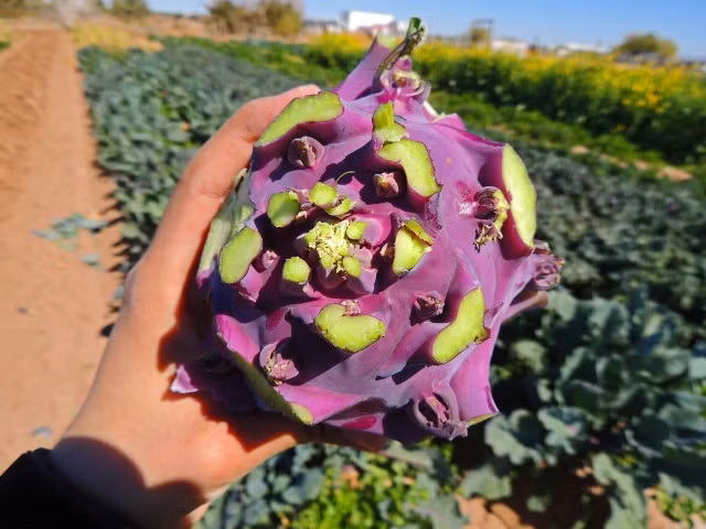 Dù có vỏ ngoài và cọng lá màu tím nhưng bên trong lõi của loại su hào này vẫn có màu trắng như các giống củ thường.