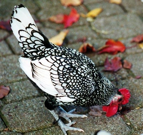 Gà vảy cá nổi tiếng bởi chất lượng của vảy cá tức viền lông. Mỗi sợi lông đều có viền đen, khiến cho màu nền trông sáng và nổi bật hơn.