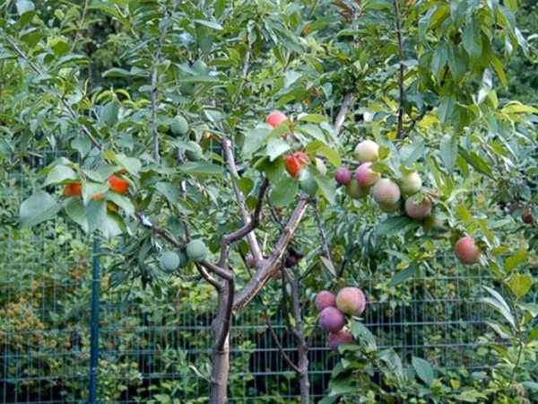 phat sot voi cay ky la de ra 40 loai qua doc hinh anh 3