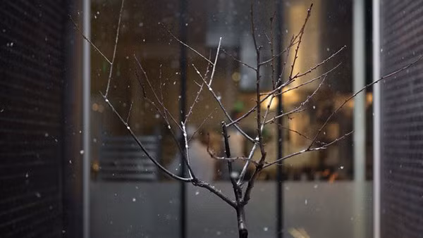 phat sot voi cay ky la de ra 40 loai qua doc hinh anh 1