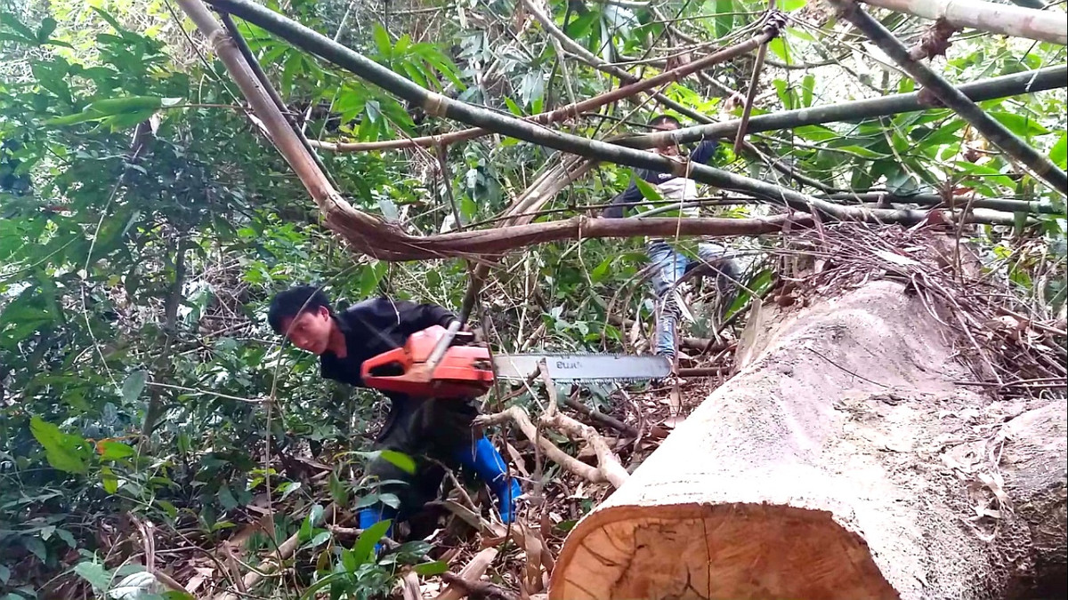 Lam tac pha rung Chieng Khua: Kiem Lam Son La noi chi la cay kho, chet-Hinh-3