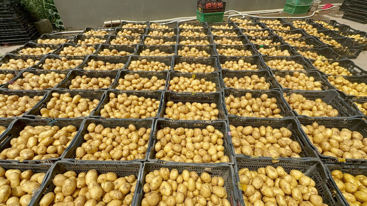 Lam Dong: Nhieu vua tron dat Da Lat vao khoai tay Trung Quoc-Hinh-2