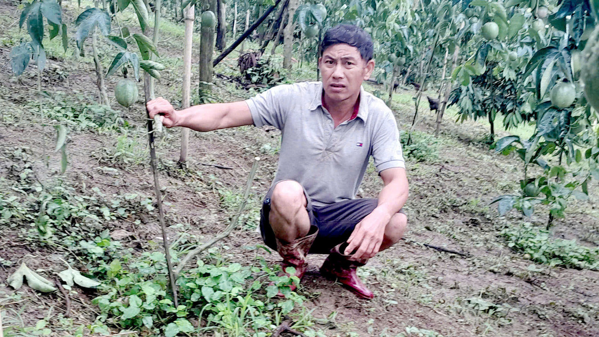 Lam Dong: Dieu tra viec hang tram goc chanh day bi chat pha
