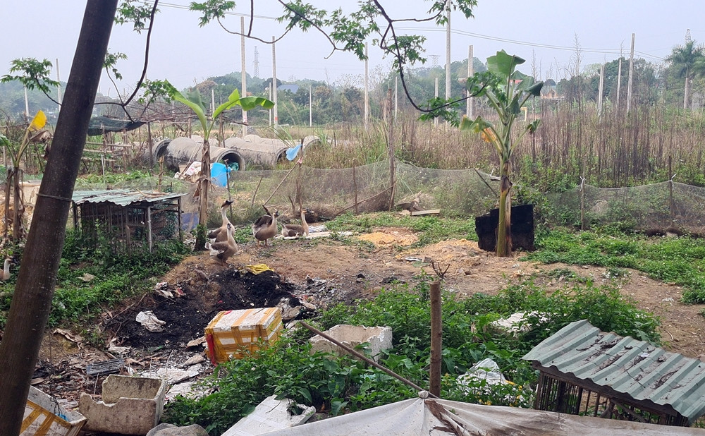 ... hay nuôi ngỗng.