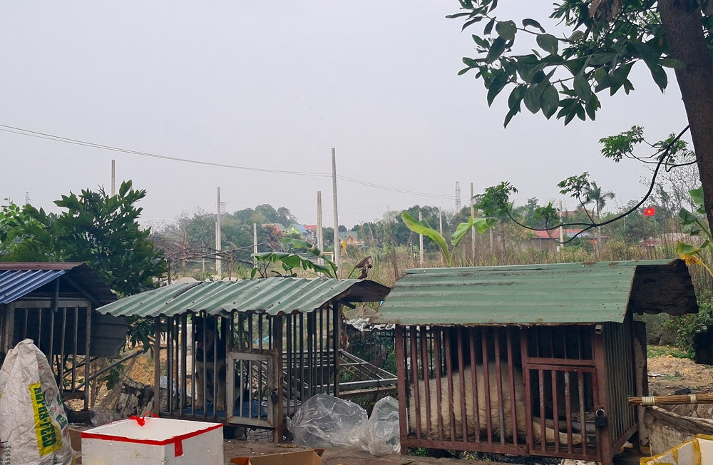 Thậm chí, còn biến thành chỗ nuôi nhốt chó cảnh...