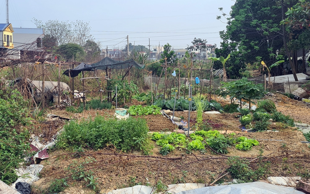 Đất dự án đang được quây lại làm nơi trồng rau của người dân sinh sống gần khu vực.