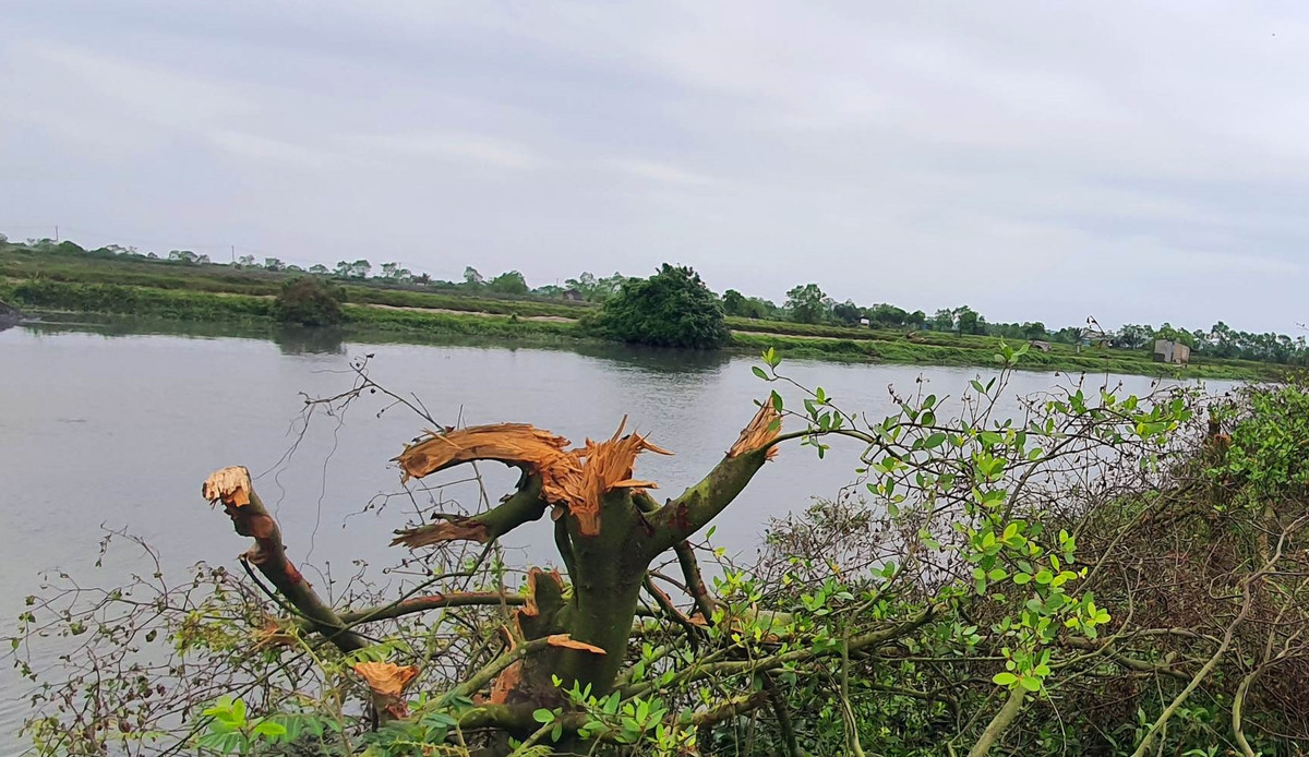 Ông Lê Ngọc Tuấn - Chi cục trưởng Chi cục Kiểm lâm Thừa Thiên - Huế, đã mời các ban ngành liên quan để tìm hiểu nguyên nhân, xác định cụ thể sự việc để có báo cáo chính thức. (Ảnh: Người đưa tin).