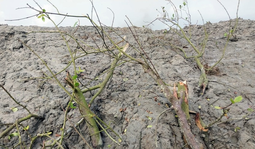 Một phần diện tích cây đã bị san lấp bởi bùn, cát. (Ảnh: PLO).