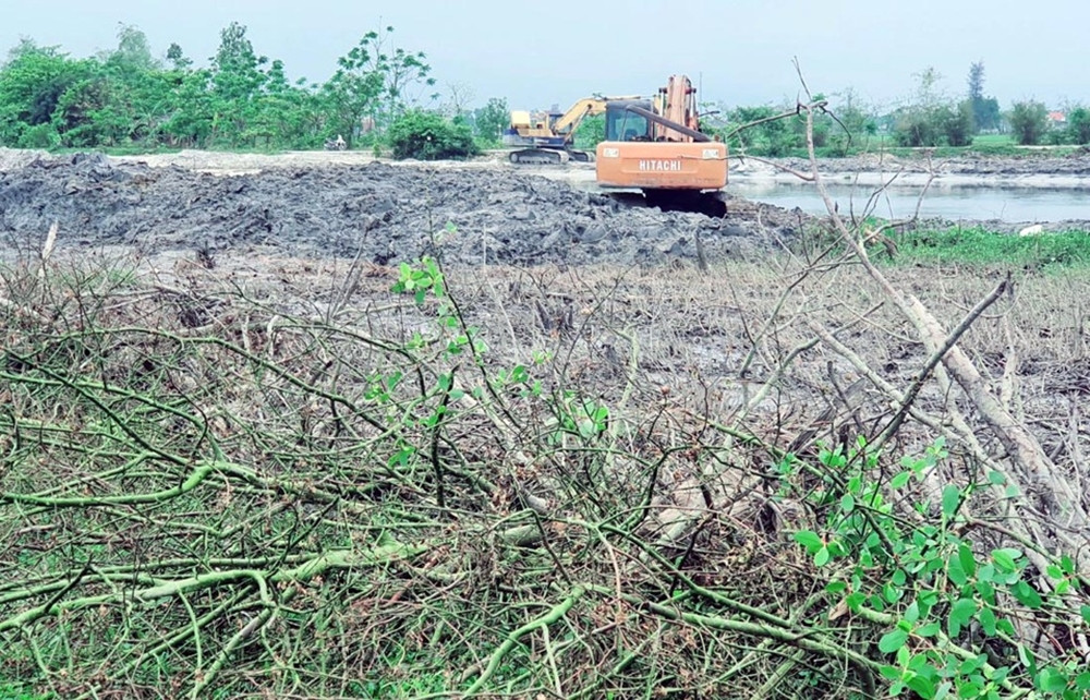 Phía Hạt kiểm lâm huyện Quảng Điền đã lập biên bản sự việc và báo cáo với các đơn vị liên quan. Quá trình làm việc xác định tổng diện tích rừng trồng ngập mặn bị ảnh hưởng do việc san ủi là 0,72 ha. Loại cây bị vùi lấp, san ủi là cây bần chua được trồng từ năm 2018. (Ảnh: Zing).