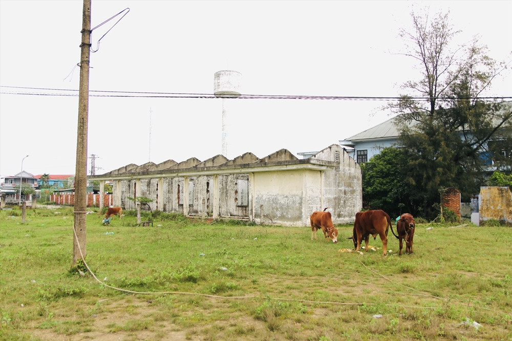 Công trình đang rơi vào tình trạng bỏ hoang, làm nơi chăn thả bò, nhếch nhác. (Ảnh: Lao Động).
