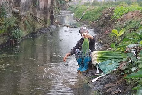 Mat via canh rua rau o ranh nuoc day phan-Hinh-3