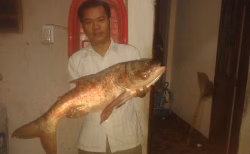 Việc bắt được cá khủng cũng đã không ít lần diễn ra ở Việt Nam. Đây là cá mè dài 1 m, nặng khoảng 18 kg do một người dân ở Đồng Nai bắt được. Ảnh: Zing.