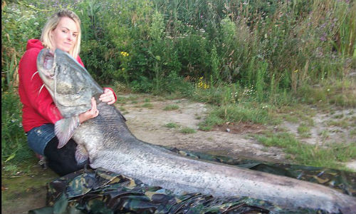 Còn đây là chú cá da trơn mà cô Kirstin Hole, người Anh vô tình bắt được trong khi đi câu cùng bạn trai. Cá dài 2,54 mét, nặng khoảng 32 kg, và trông nó như một chiếc xe buýt.