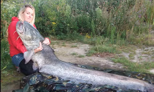 Còn đây là chú cá da trơn mà cô Kirstin Hole, người Anh vô tình bắt được trong khi đi câu cùng bạn trai. Cá dài 2,54 mét, nặng khoảng 32 kg, và trông nó như một chiếc xe buýt.